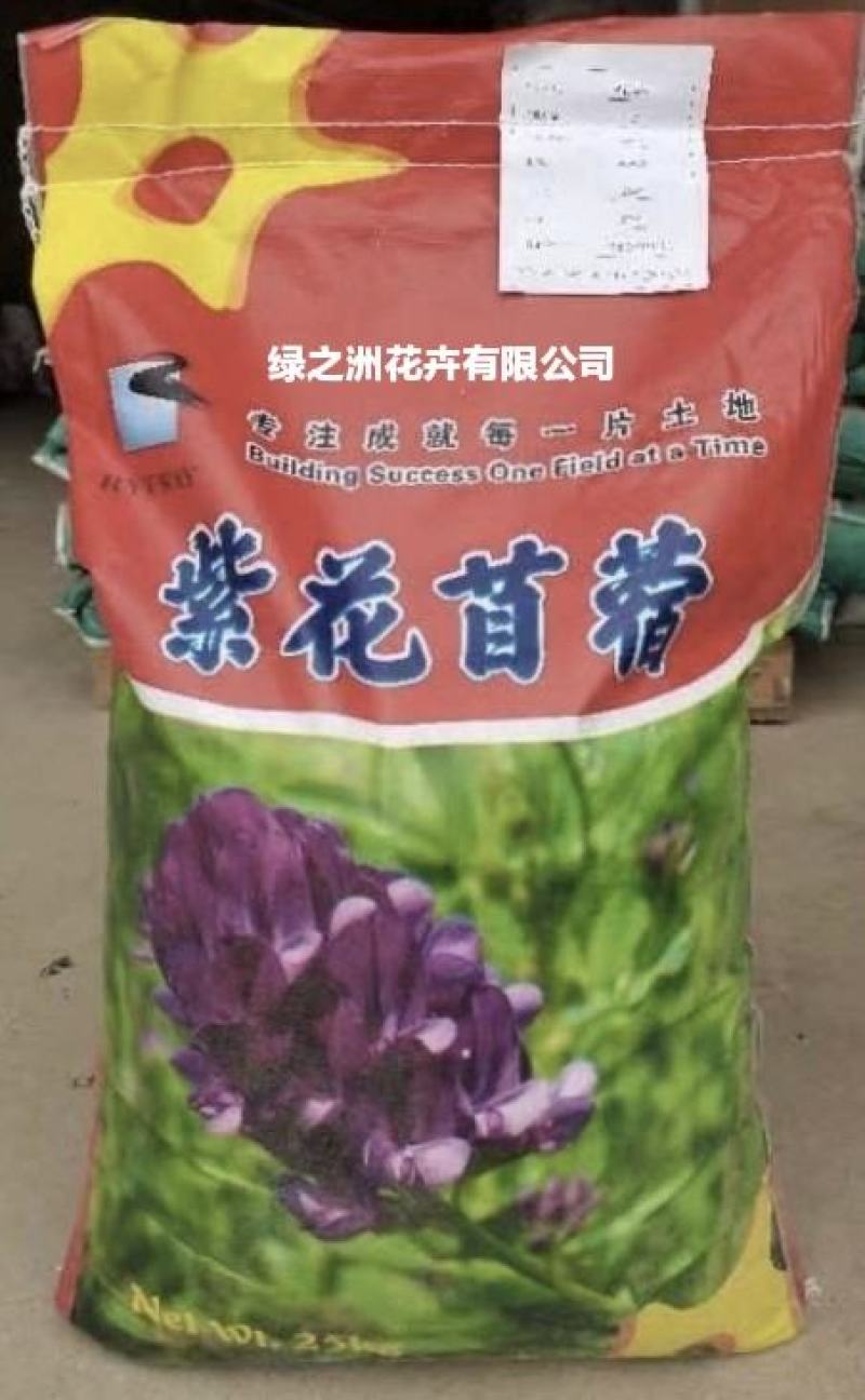 大量供应进口紫花苜蓿种子包芽率国内送货上门