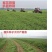 大量供应进口紫花苜蓿种子包芽率国内送货上门