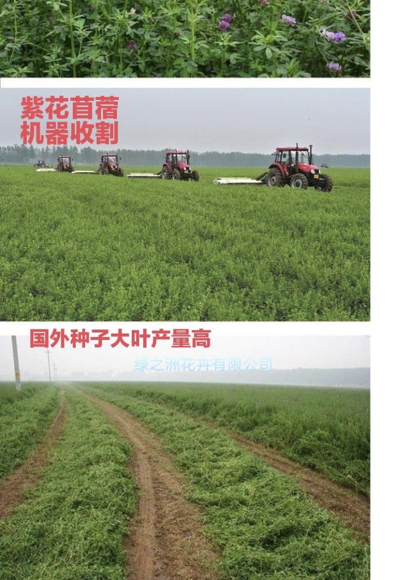 大量供应进口紫花苜蓿种子包芽率国内送货上门