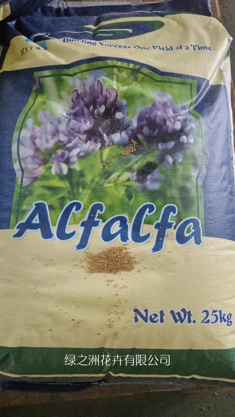 大量供应进口紫花苜蓿种子包芽率国内送货上门