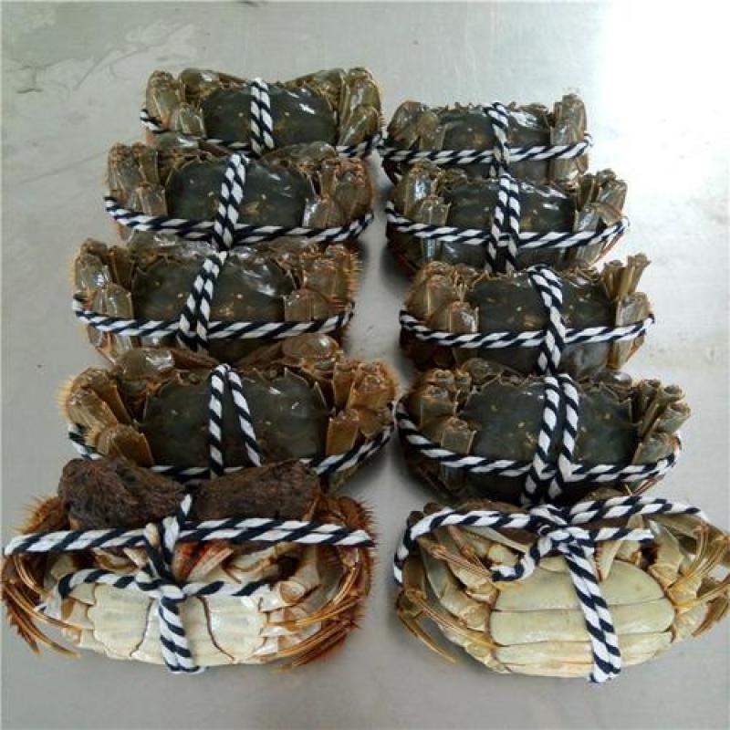 六月黄爆膏肥蟹上市了，精品普货，规格齐全，饭店专贡