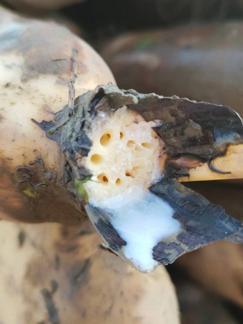 洪湖粉藕煲汤藕