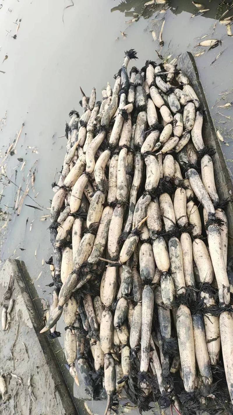 洪湖粉藕煲汤藕