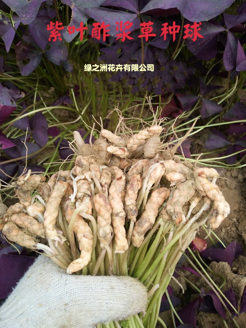 紫叶酢浆草种球自家苗圃大量供应人工筛选包质保量