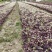 紫叶酢浆草种球自家苗圃大量供应人工筛选包质保量