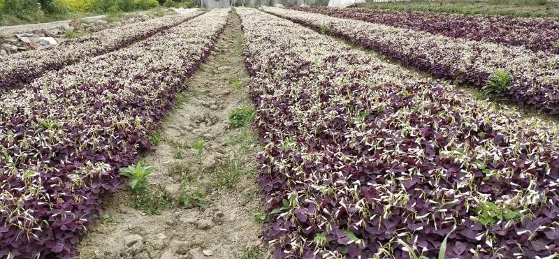 紫叶酢浆草种球自家苗圃大量供应人工筛选包质保量