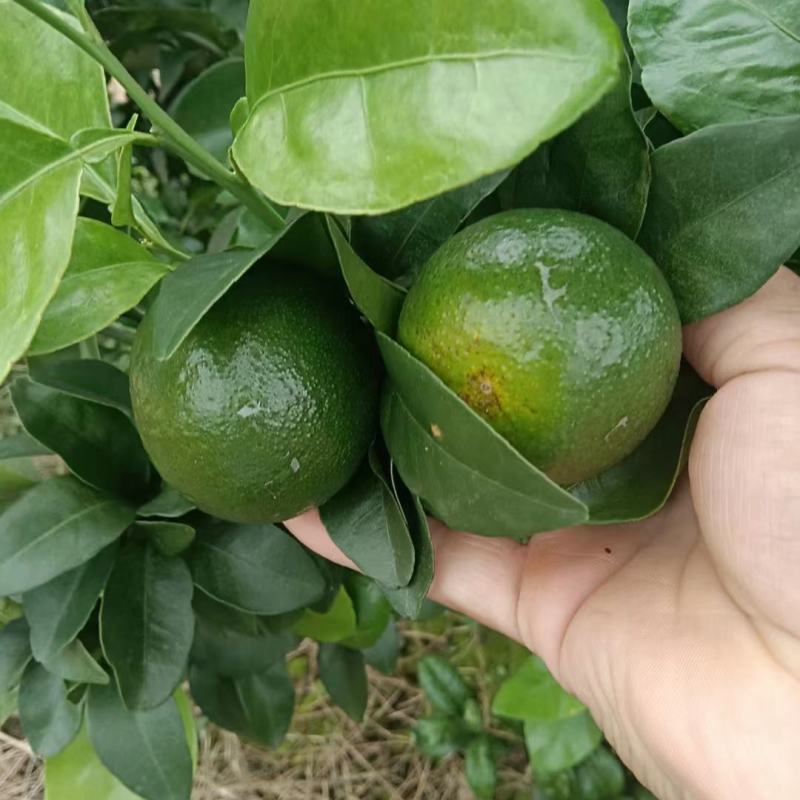 金秋蜜桔