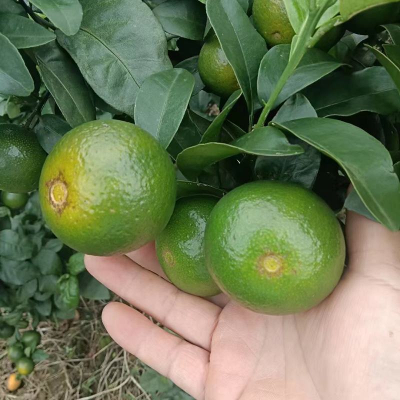 金秋蜜桔