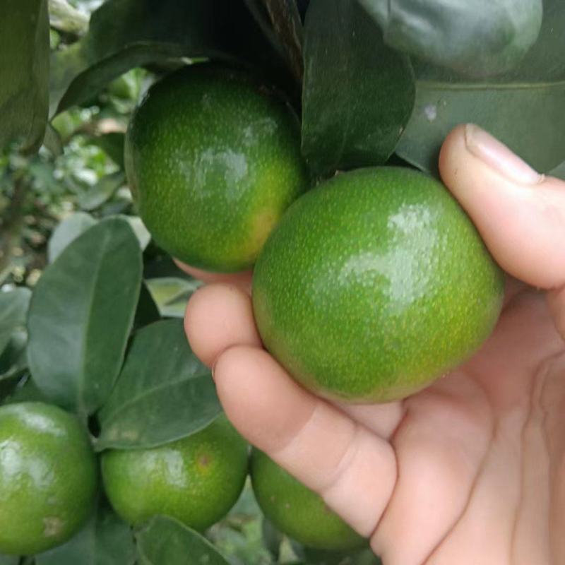 金秋蜜桔