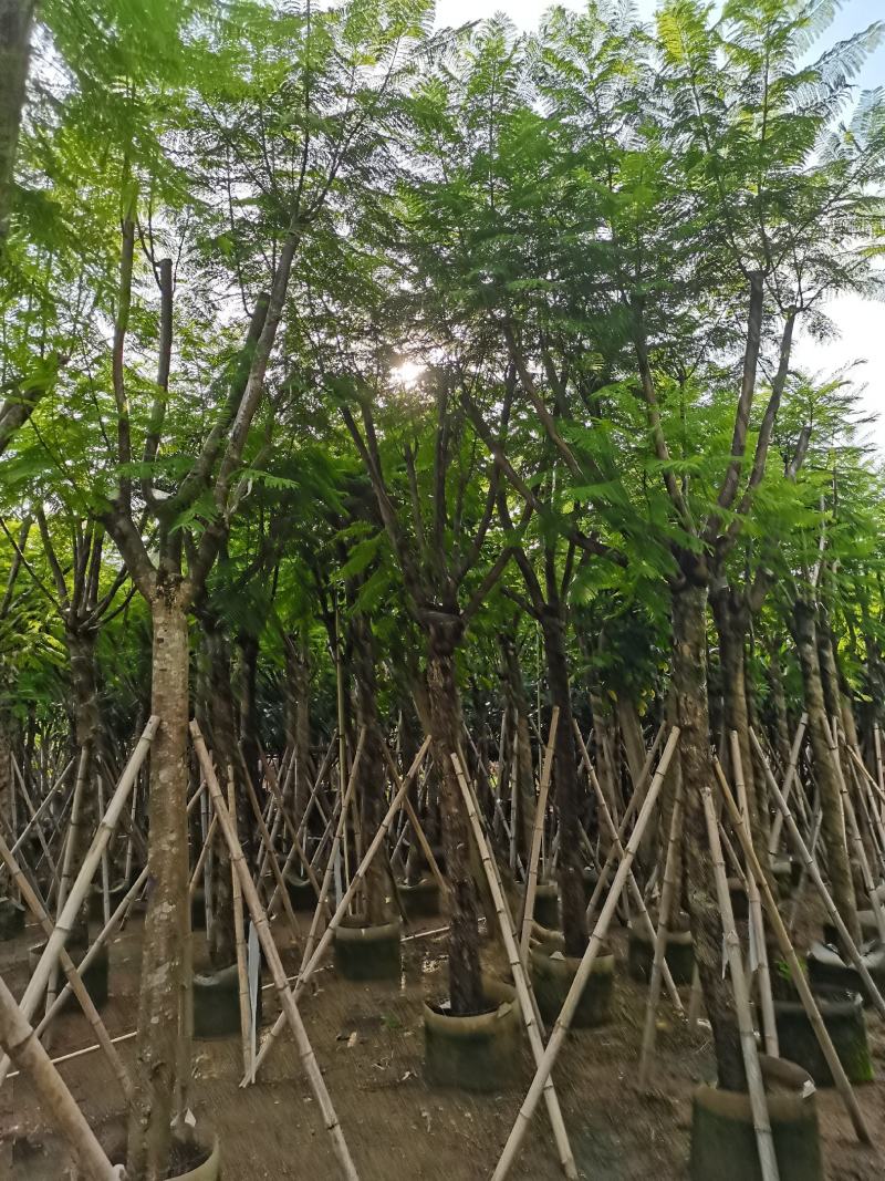 蓝花楹12公分到14公分，骨架漂亮，价格实惠，低价销售