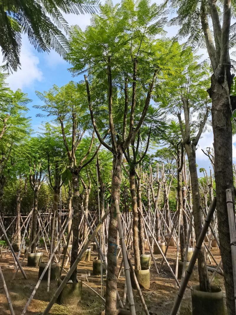 蓝花楹12公分到14公分，骨架漂亮，价格实惠，低价销售