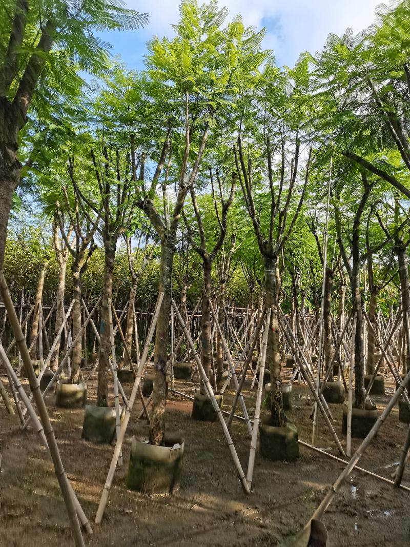 蓝花楹12公分到14公分，骨架漂亮，价格实惠，低价销售