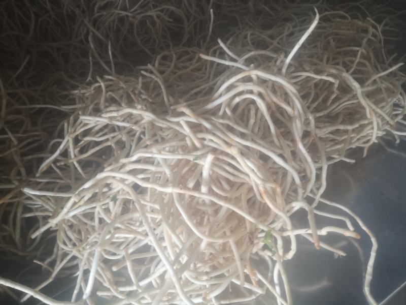 新品鱼腥草上市量大优惠机器洗统货