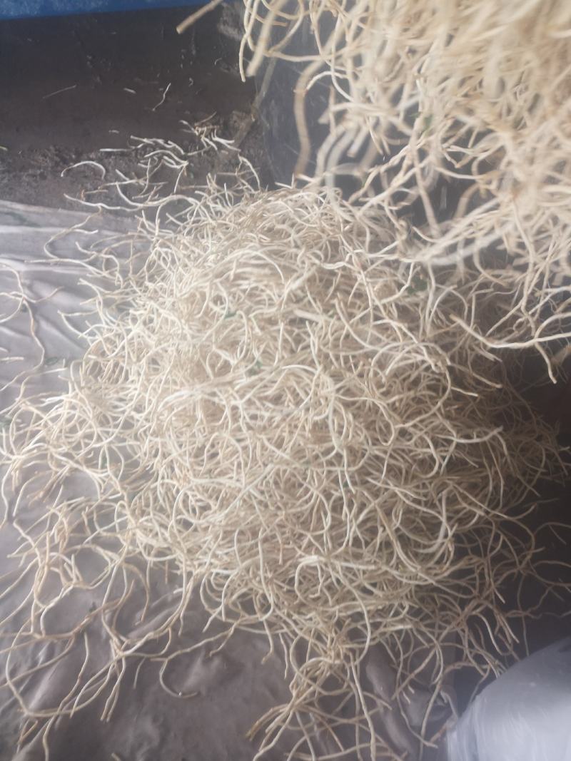 新品鱼腥草上市量大优惠机器洗统货