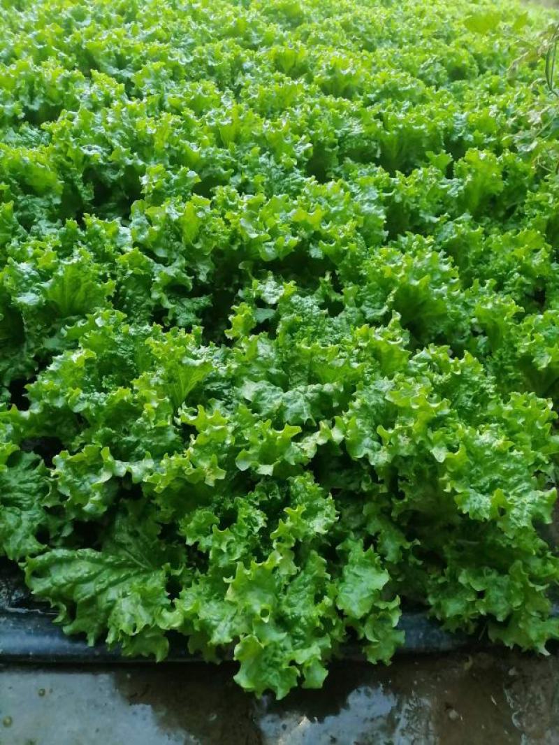 青海生菜西宁生菜上散叶生菜自大量供货一手货源对接全国市场