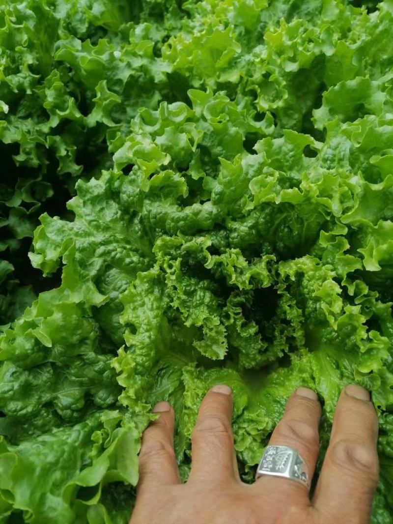 青海生菜西宁生菜上散叶生菜自大量供货一手货源对接全国市场
