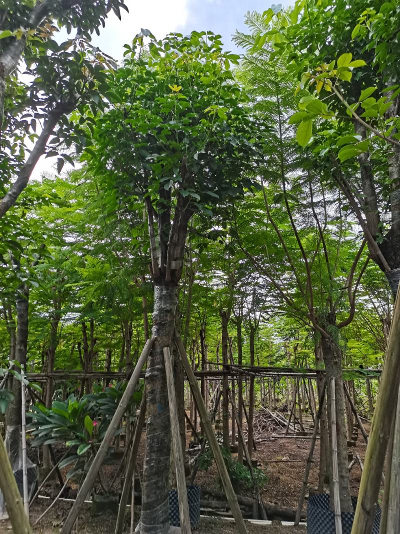 秋枫