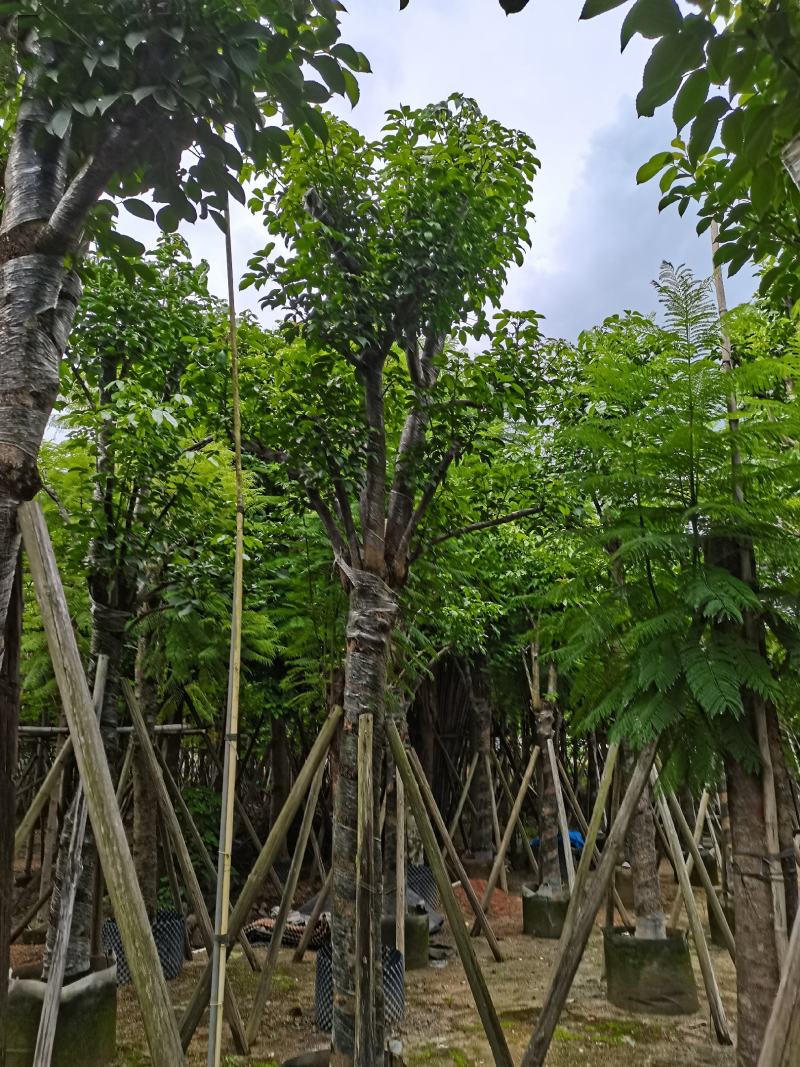 秋枫