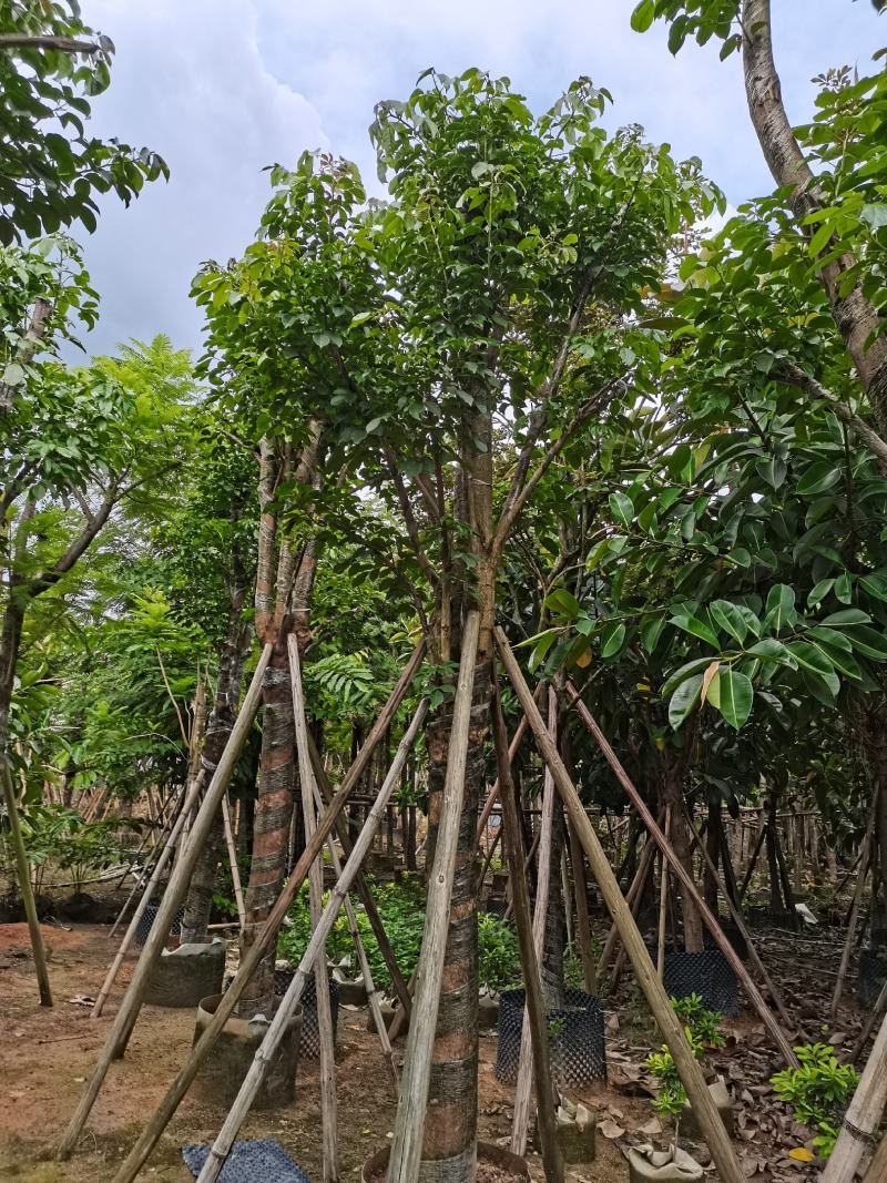 秋枫