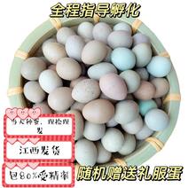 芦丁鸡种蛋受精蛋可孵化德系包80%受精率网红鸡迷你鸡蛋