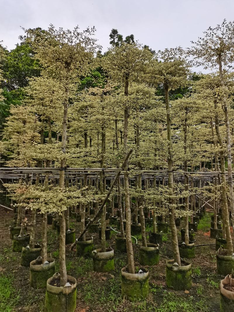 花叶榄仁5分到15分，层次分明，叶草茂盛