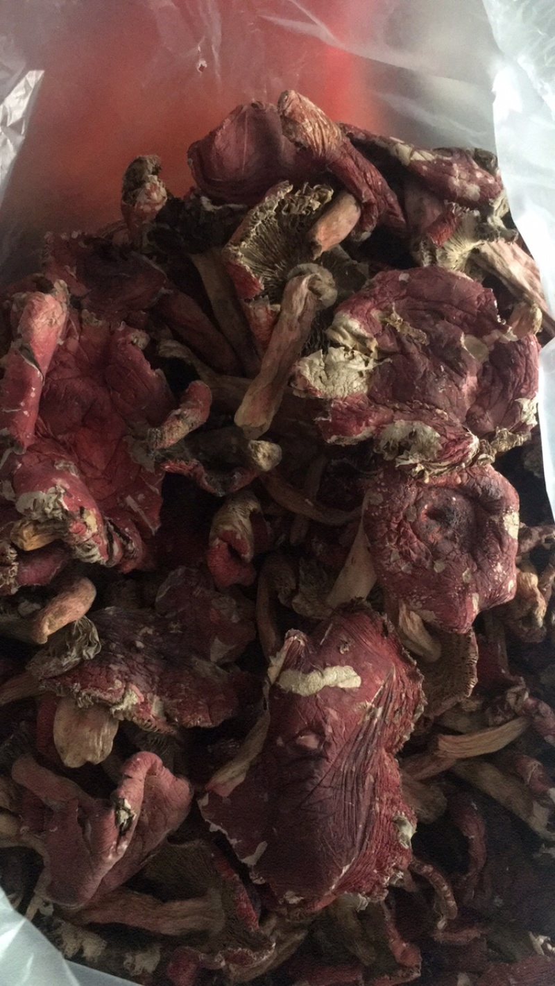 云南红菇大量供应对接同行产地优势有量有价品质保证