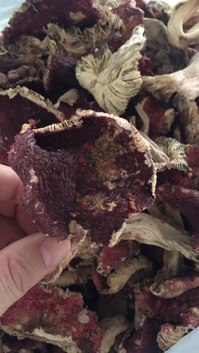 云南红菇大量供应对接同行产地优势有量有价品质保证