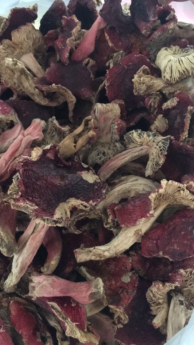 云南红菇大量供应对接同行产地优势有量有价品质保证