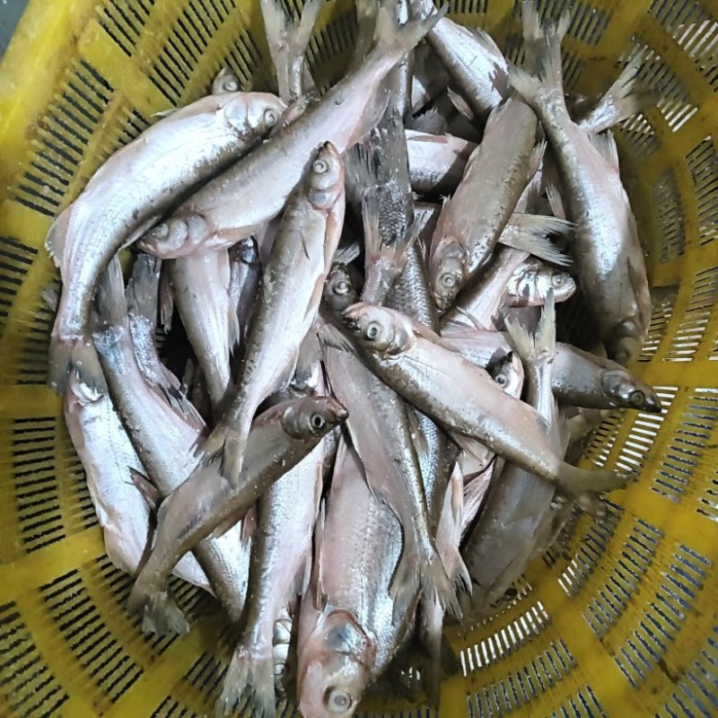 翘嘴鱼未开肚单冻