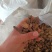 紫菀，水洗烘干紫菀片，全干货。产地加工坊供应，量大从优
