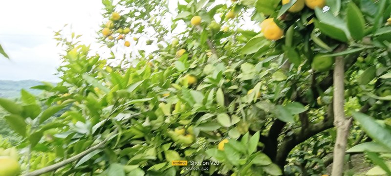 蜜桔