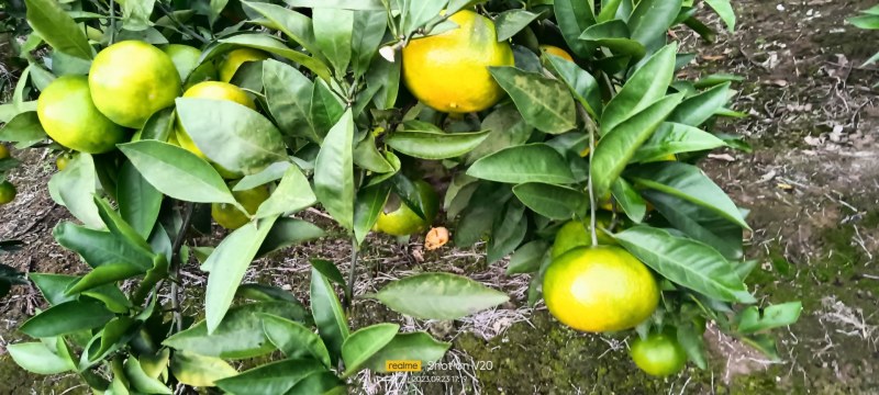 蜜桔