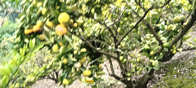 蜜桔