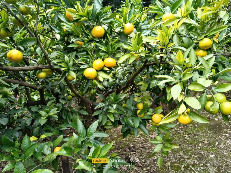 蜜桔