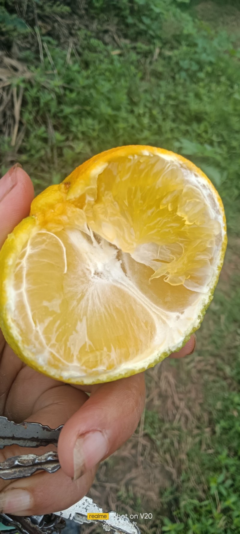 爱媛