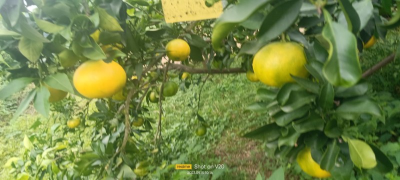 爱媛