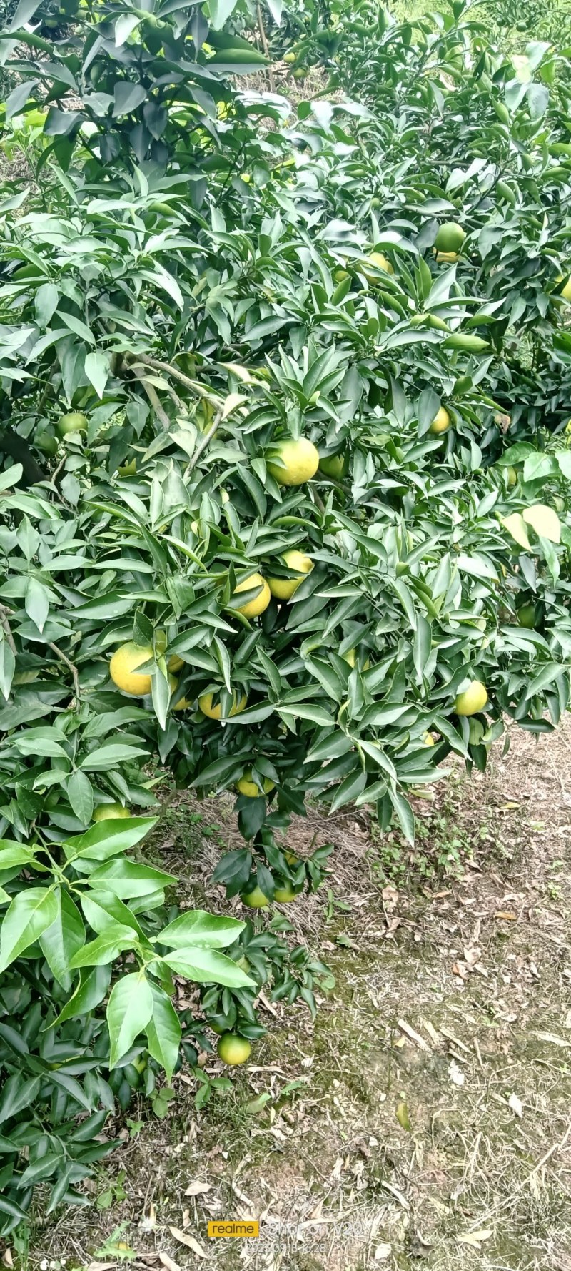 爱媛
