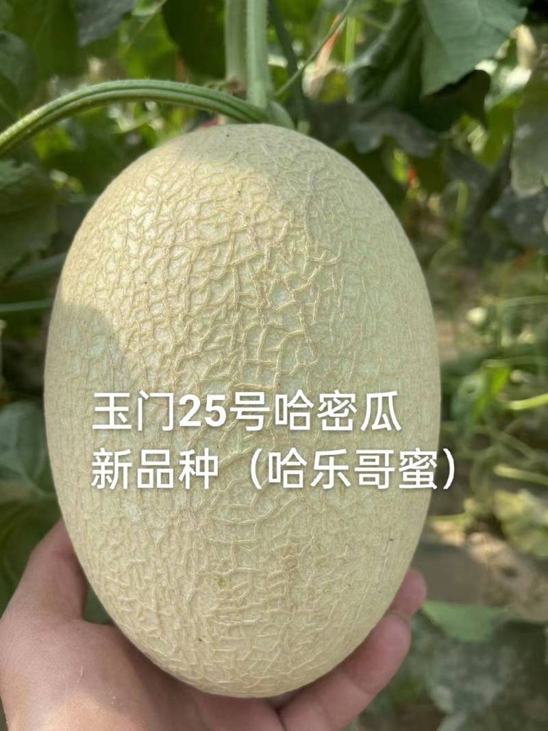 玉门哈密瓜25号白哈密瓜产地25号白皮哈密瓜批发基地