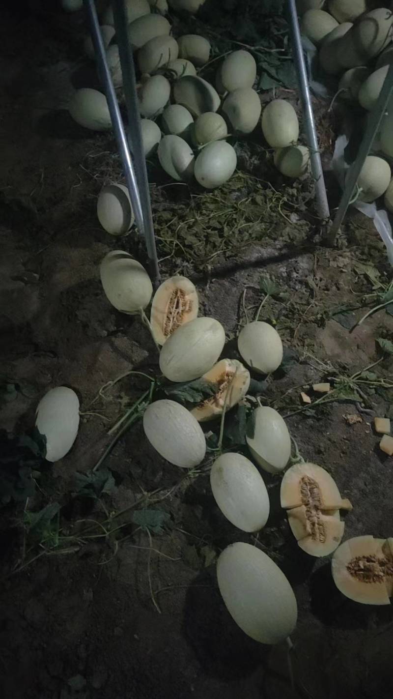 玉门哈密瓜25号白哈密瓜产地25号白皮哈密瓜批发基地