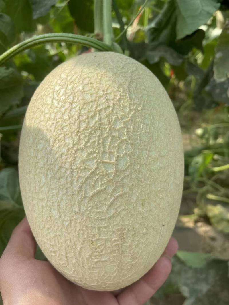 玉门哈密瓜25号白哈密瓜产地25号白皮哈密瓜批发基地