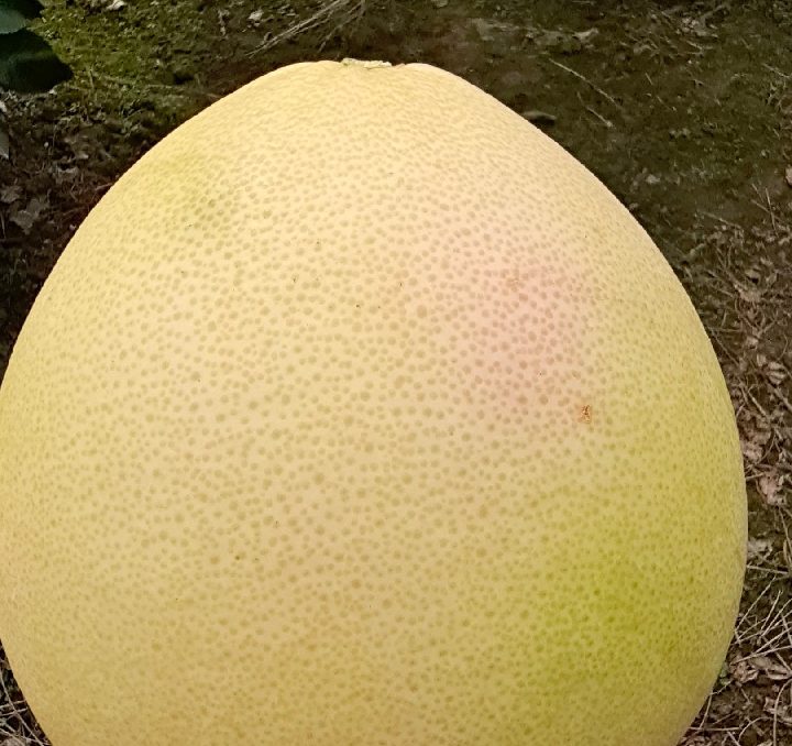 马家红心柚成熟果特写