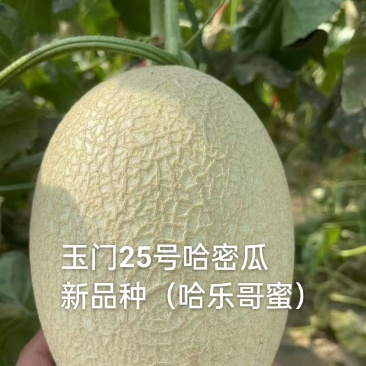 玉门哈密瓜25号白哈密瓜产地25号白皮哈密瓜批发基地