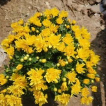 国庆菊，千头菊，120盆，150盆，都有货，有红色，黄色