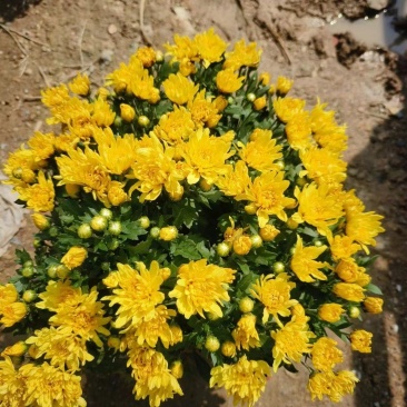 国庆菊，千头菊，120盆，150盆，都有货，有红色，黄色