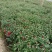 国庆菊，千头菊，120盆，150盆，都有货，有红色，黄色