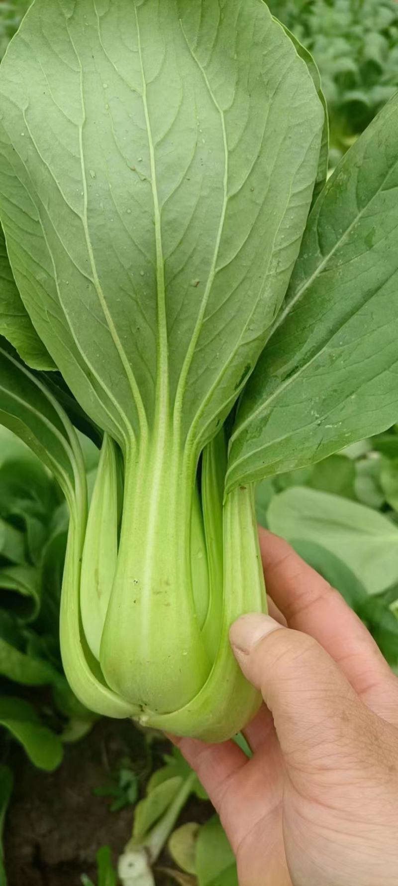 我在家乡种植几十个温室大棚，有各种各样的菜欢迎老板们来收