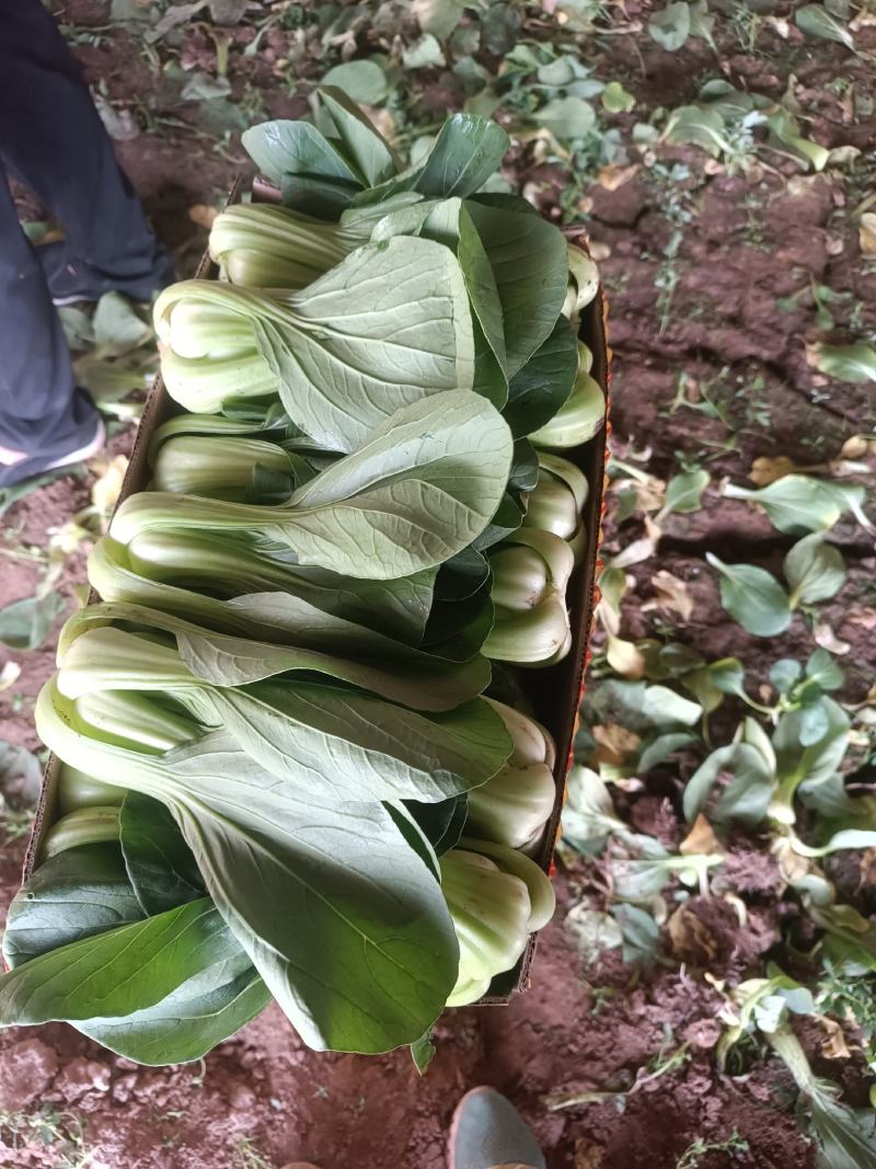 我在家乡种植几十个温室大棚，有各种各样的菜欢迎老板们来收