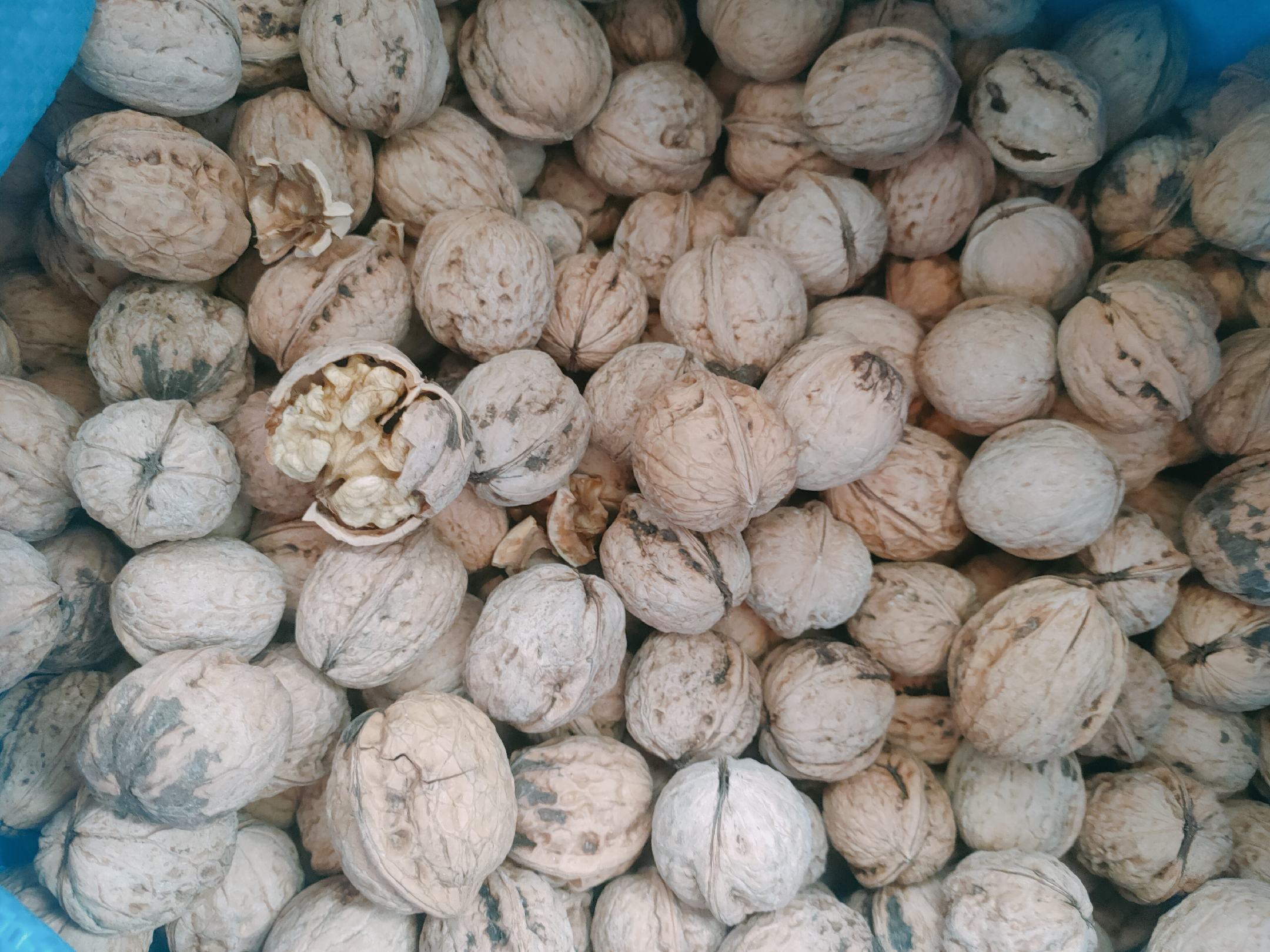 核桃反油现象展示