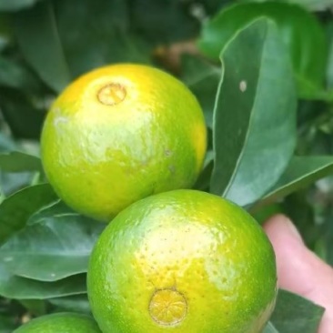 金秋砂糖橘准备上市