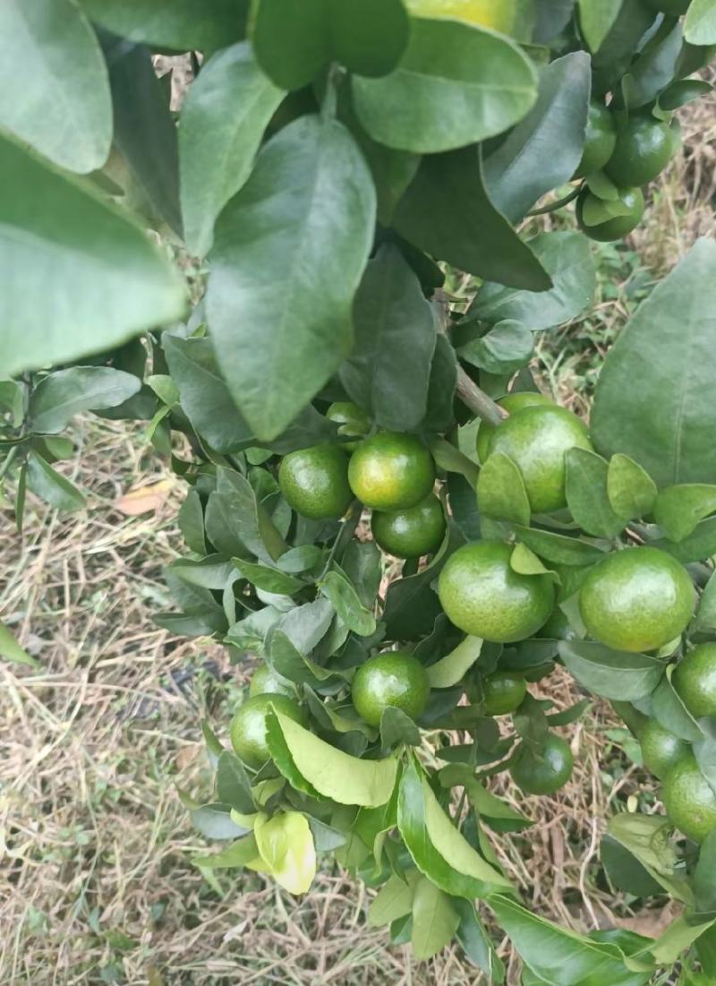 金秋砂糖橘准备上市